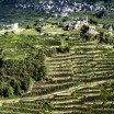 Wineyards in Valtellina